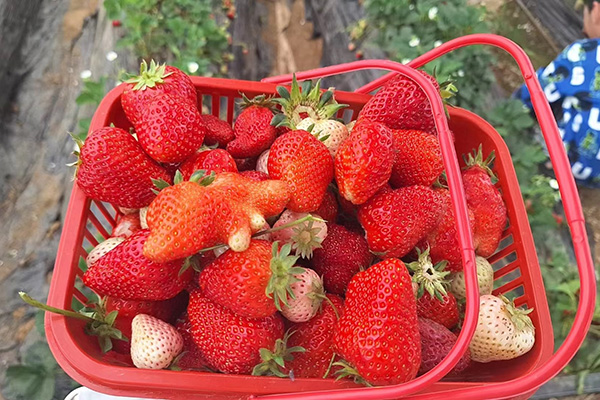 Веселий день Qingdao Star Machine на Strawberry Fields